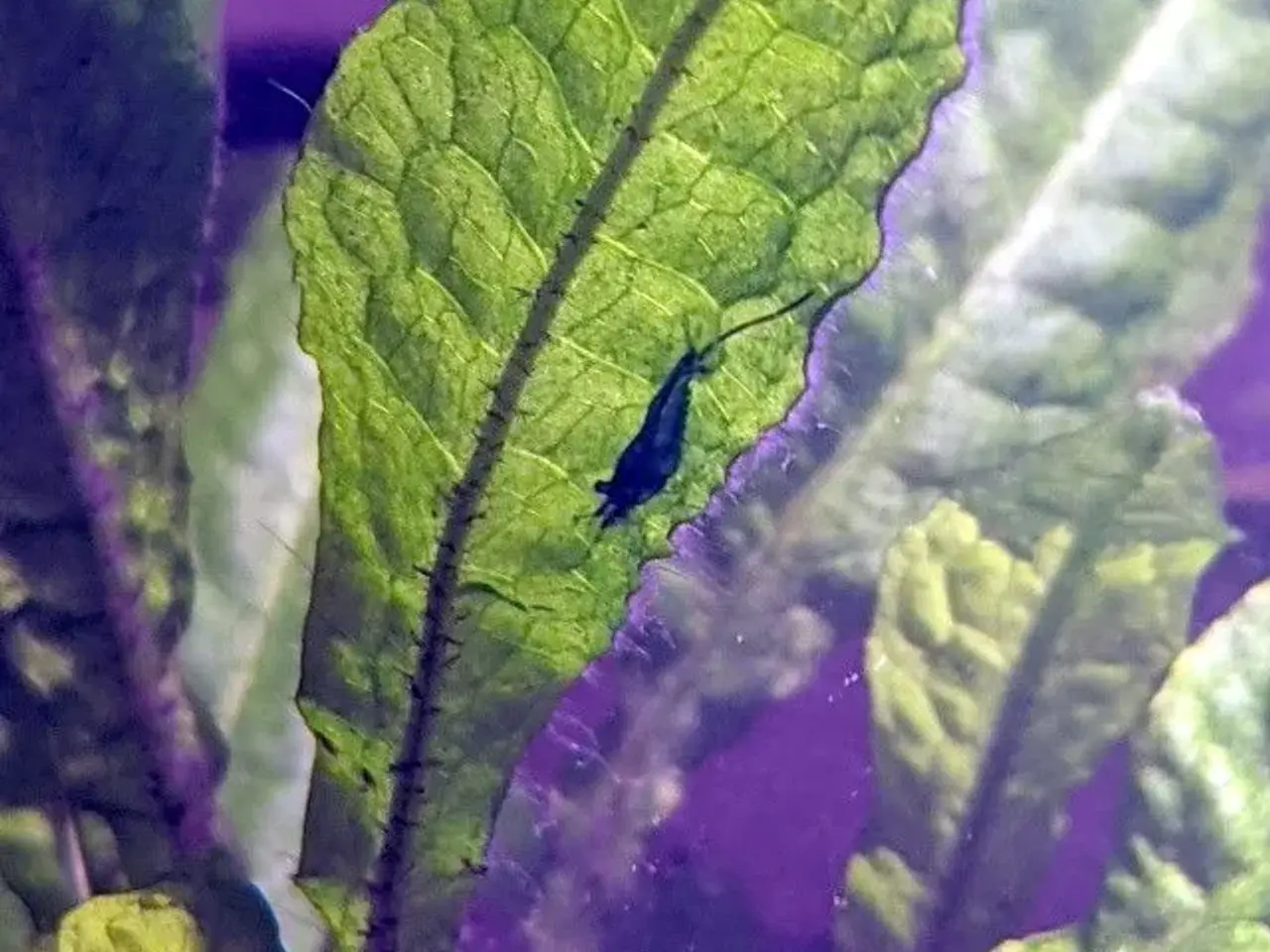 Billede 2 - Blue Dream (reje til akvarie)