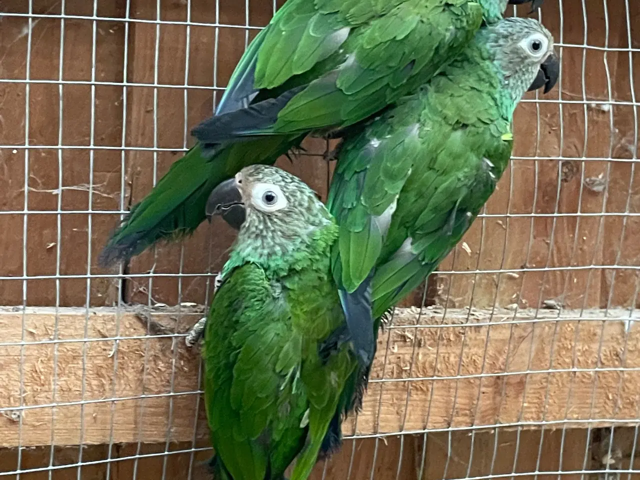Billede 1 - Weddellii aratinga