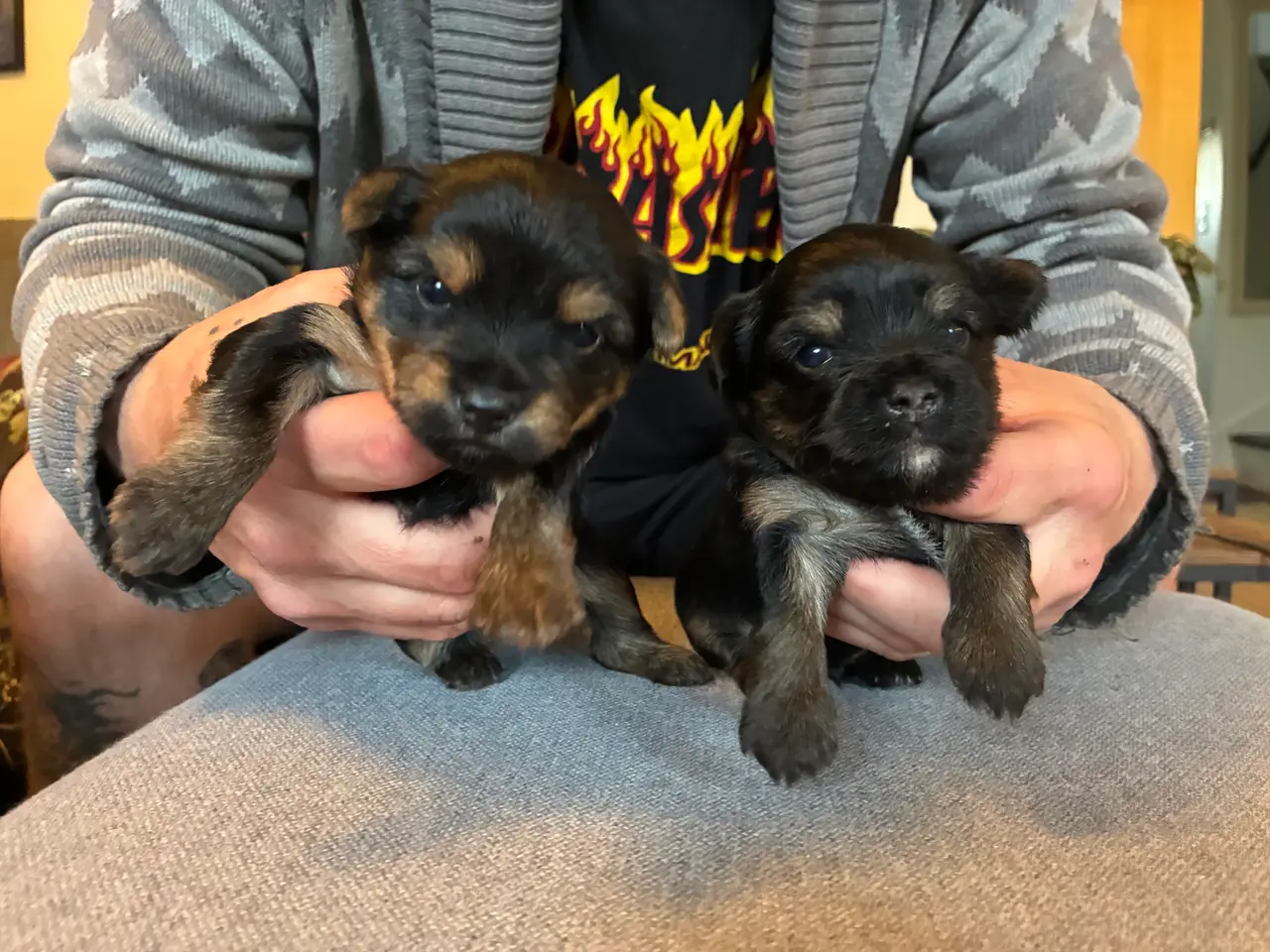 Billede 1 - Chorkie hvalpe