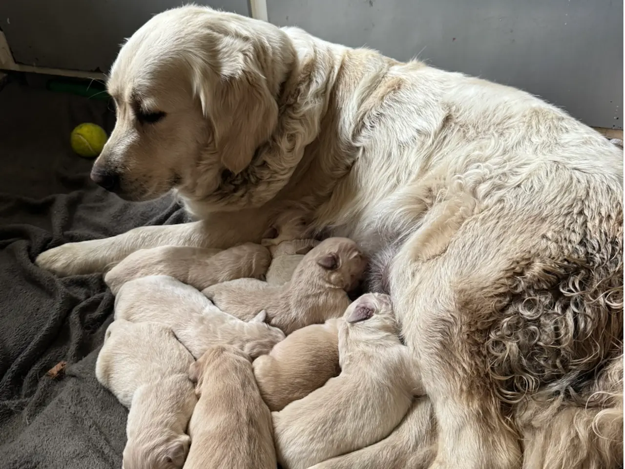 Billede 1 - Golden Retriever-hvalpe søger deres nye familier