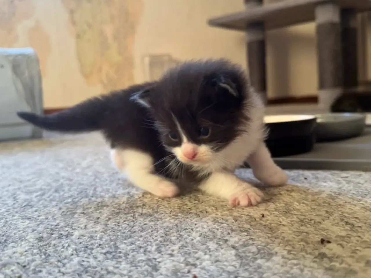 Billede 8 - 🖤Nuttet Maine Coon/Ragdoll hankilling🖤