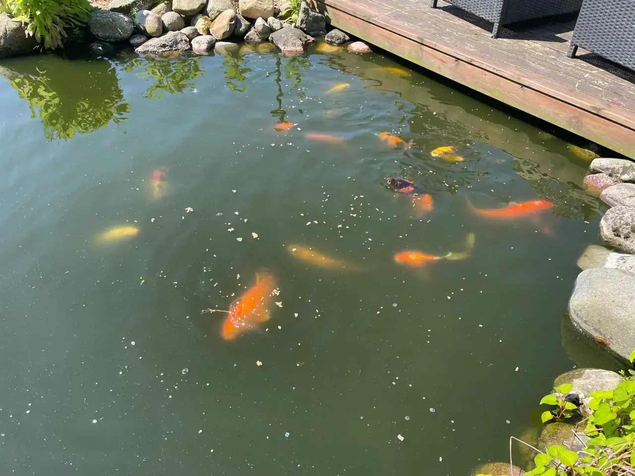 Billede 22 - Koi karper 20 til 45 cm
