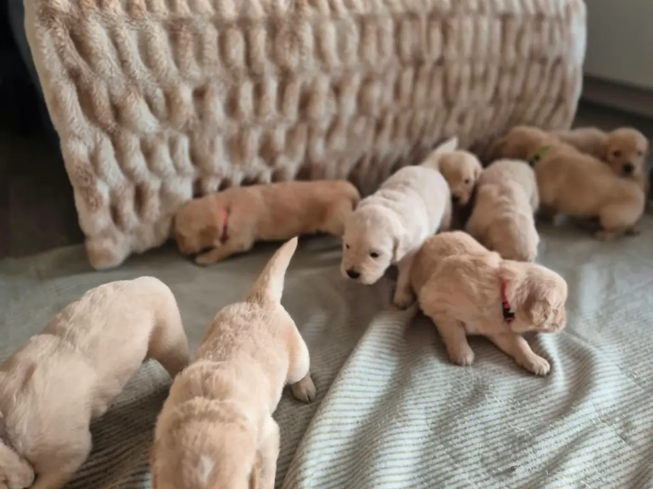 Billede 5 - Kun 4 skønne Golden Retriever hanner tilbage søger
