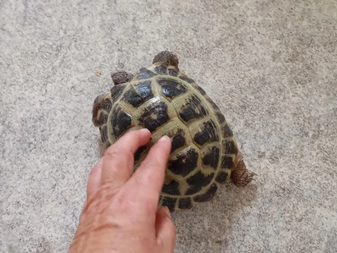 Billede 6 - 2 Russiske landskildpadder