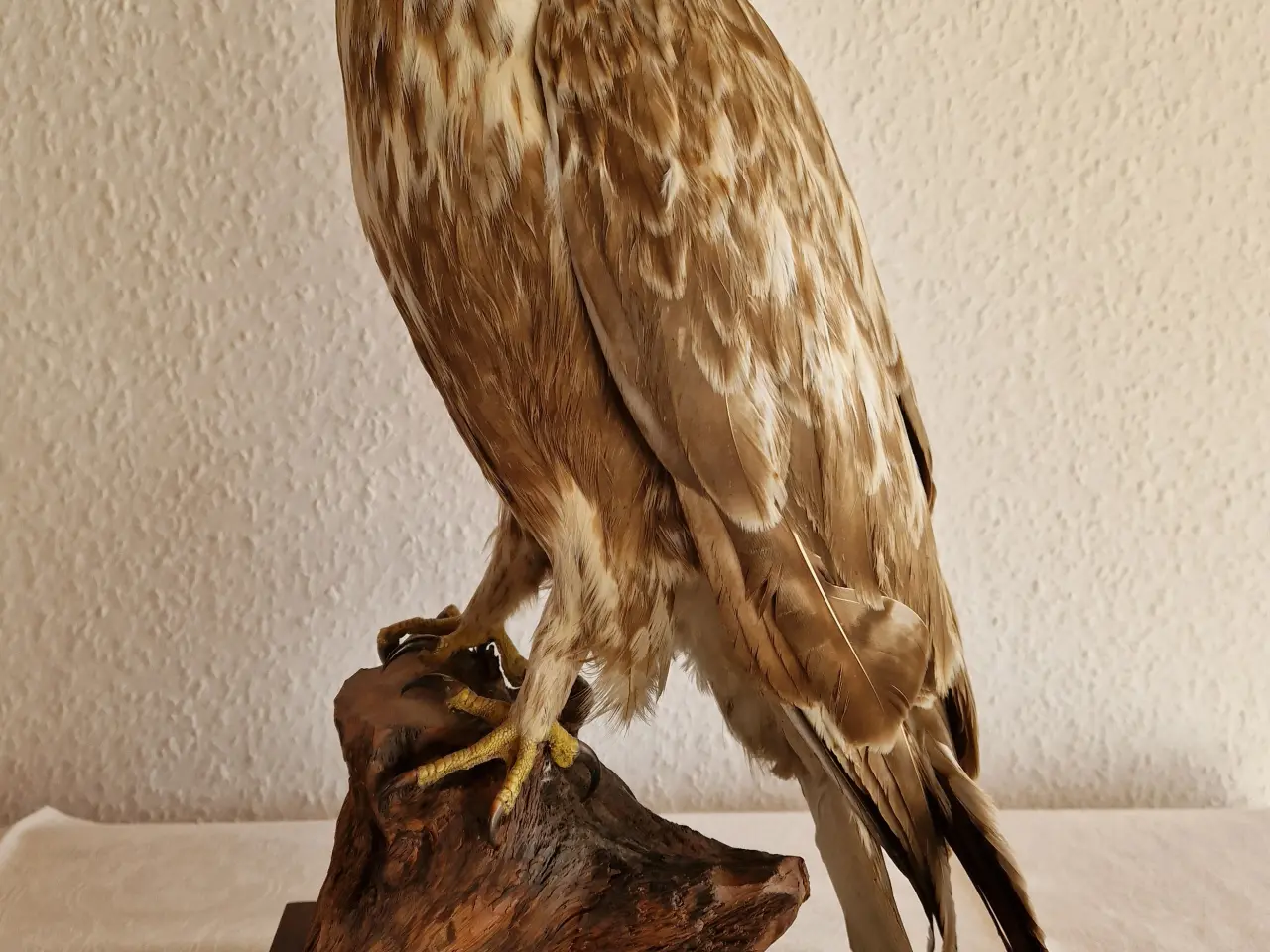 Billede 1 - Stor flot Musvåge Låddenbenet Buteo Lagopus