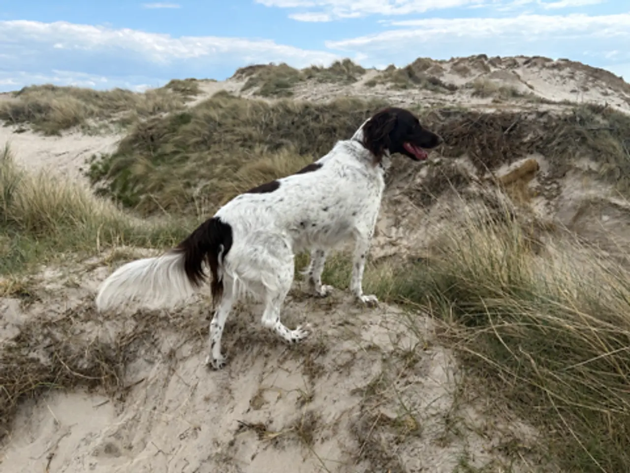 Billede 15 - Jagthunde hvalpe sælges 2 hanner tilbage.