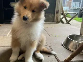 Colliehvalpe
