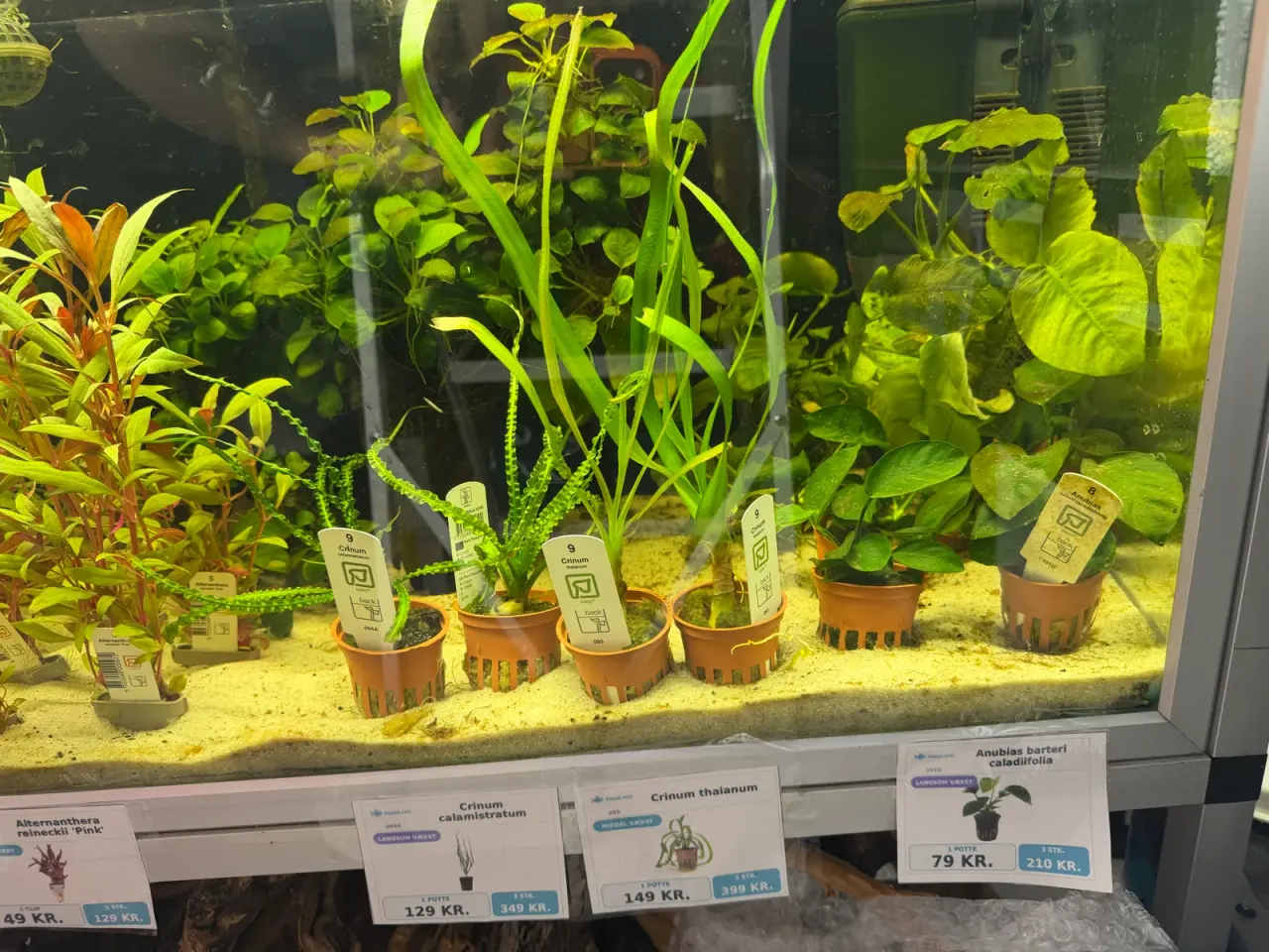 Billede 9 - Super flotte akvarieplanter fra 10kr.