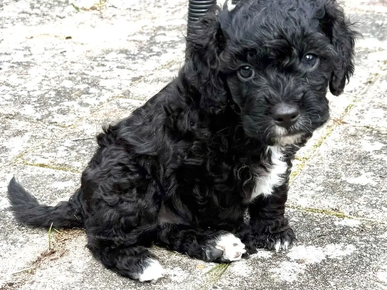 Billede 8 - Cavapoo hvalpe