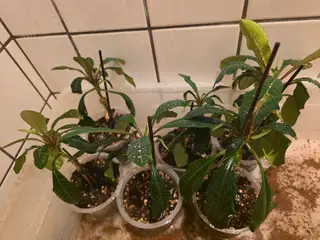 Madagascar jewel (Euphorbia leuconeura)