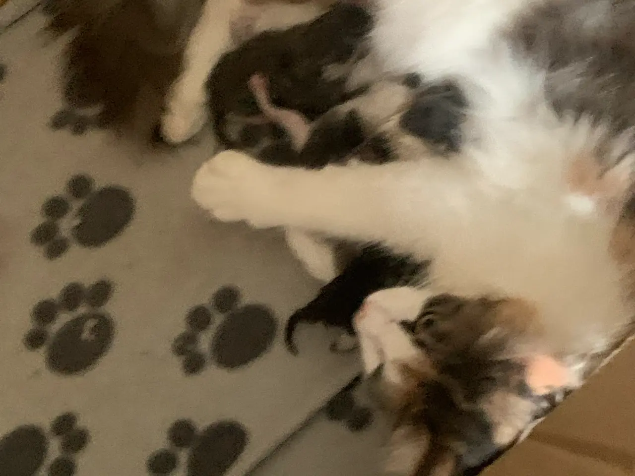 Billede 1 - 5 Maine coon blandings killinger