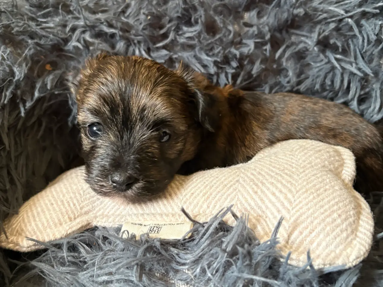 Billede 5 - 🐶SOLGT🐶Hava hvalpe