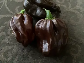 Chocolate Scotch Bonnet
