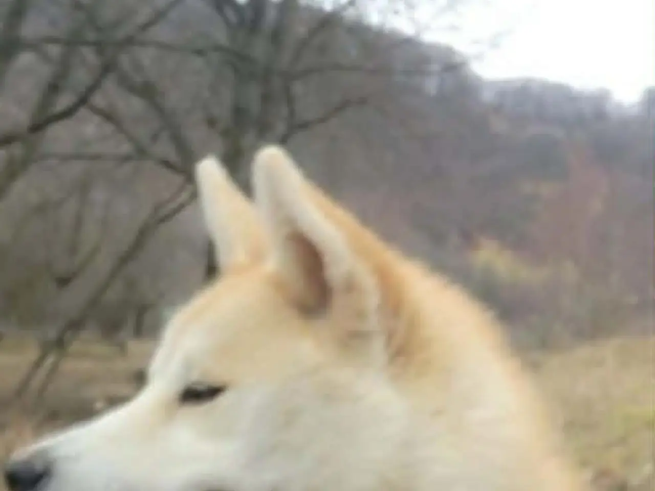 Billede 4 - Taka  Akita