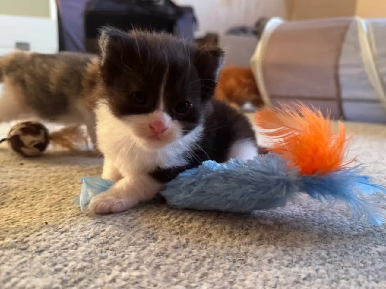 Billede 4 - 🖤Nuttet Maine Coon/Ragdoll hankilling🖤