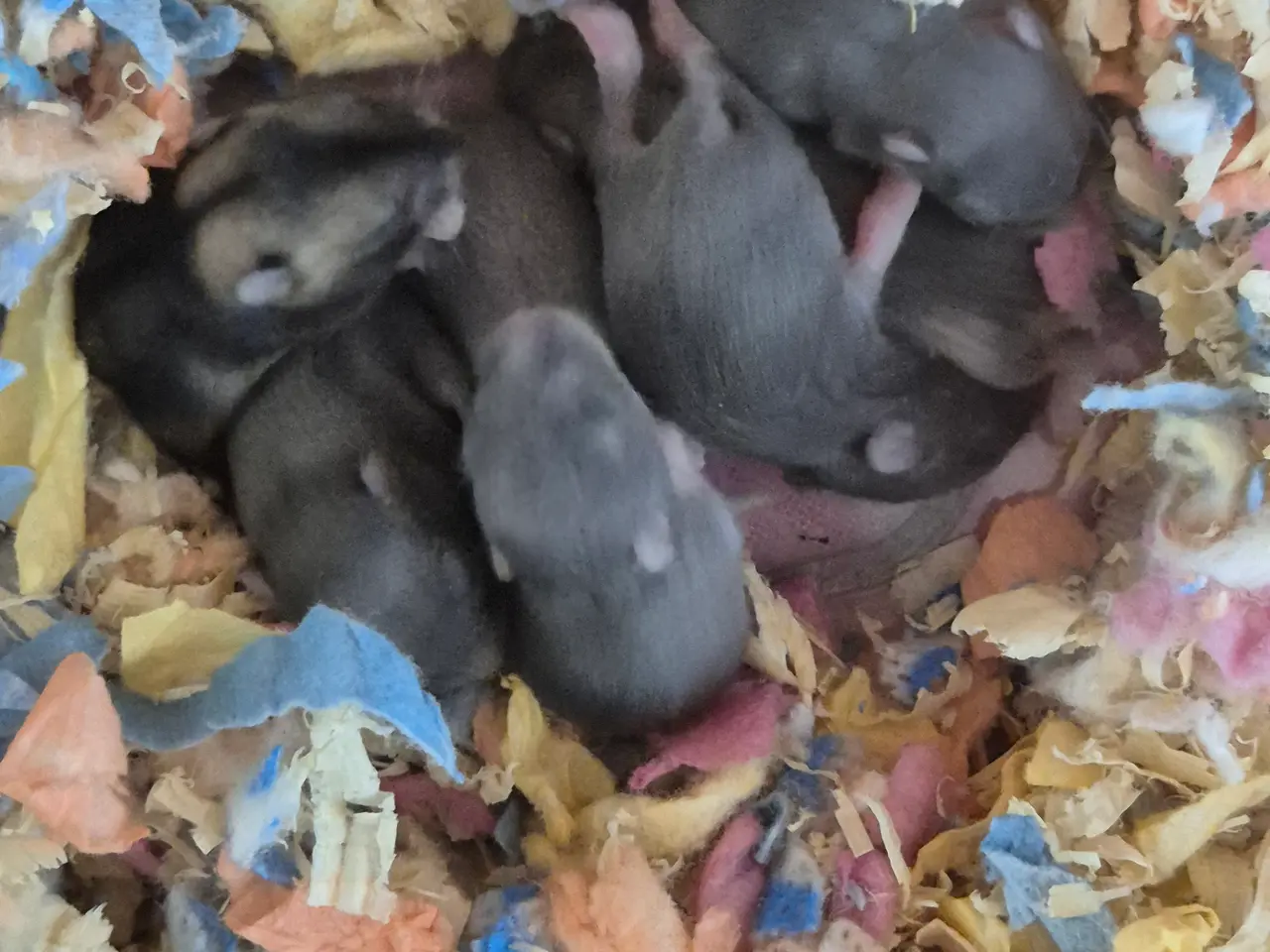 Billede 2 - Blå dværgehamster 