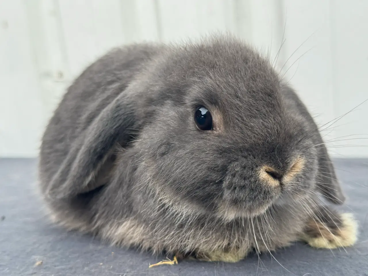 Billede 3 - Dværgvædder/Mini lop hunkanin