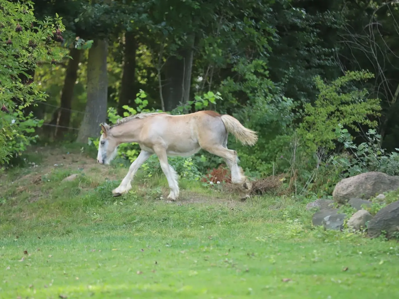Billede 12 - Irish cob hingsteføl fra maj 2025