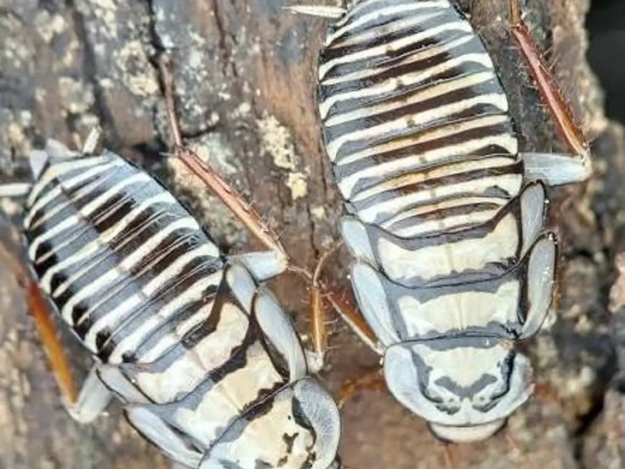 Billede 2 - Skelet kakerlakker (Homalosilpha sp. Indonesia)
