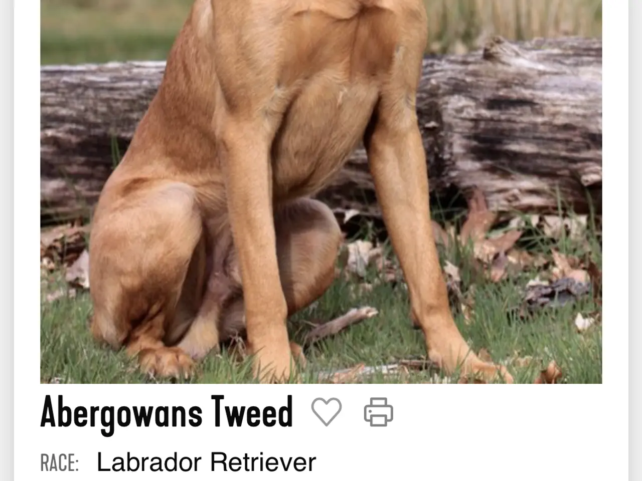 Billede 5 - Labrador hvalpe