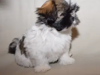 Lhasa Apso hvalpe