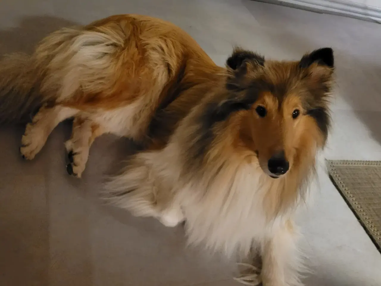 Billede 2 - Collie hanhund søges til parring