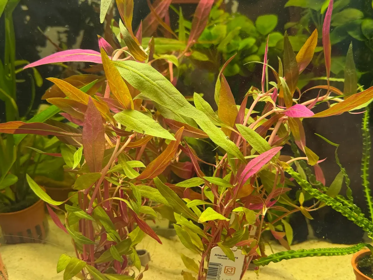 Billede 13 - Mange flere akvarie planter