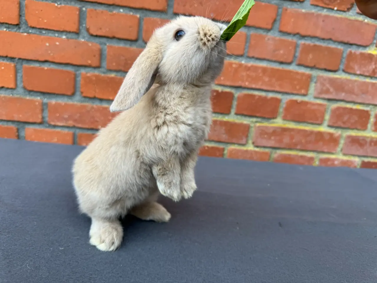 Billede 2 - Mini lop hankanin