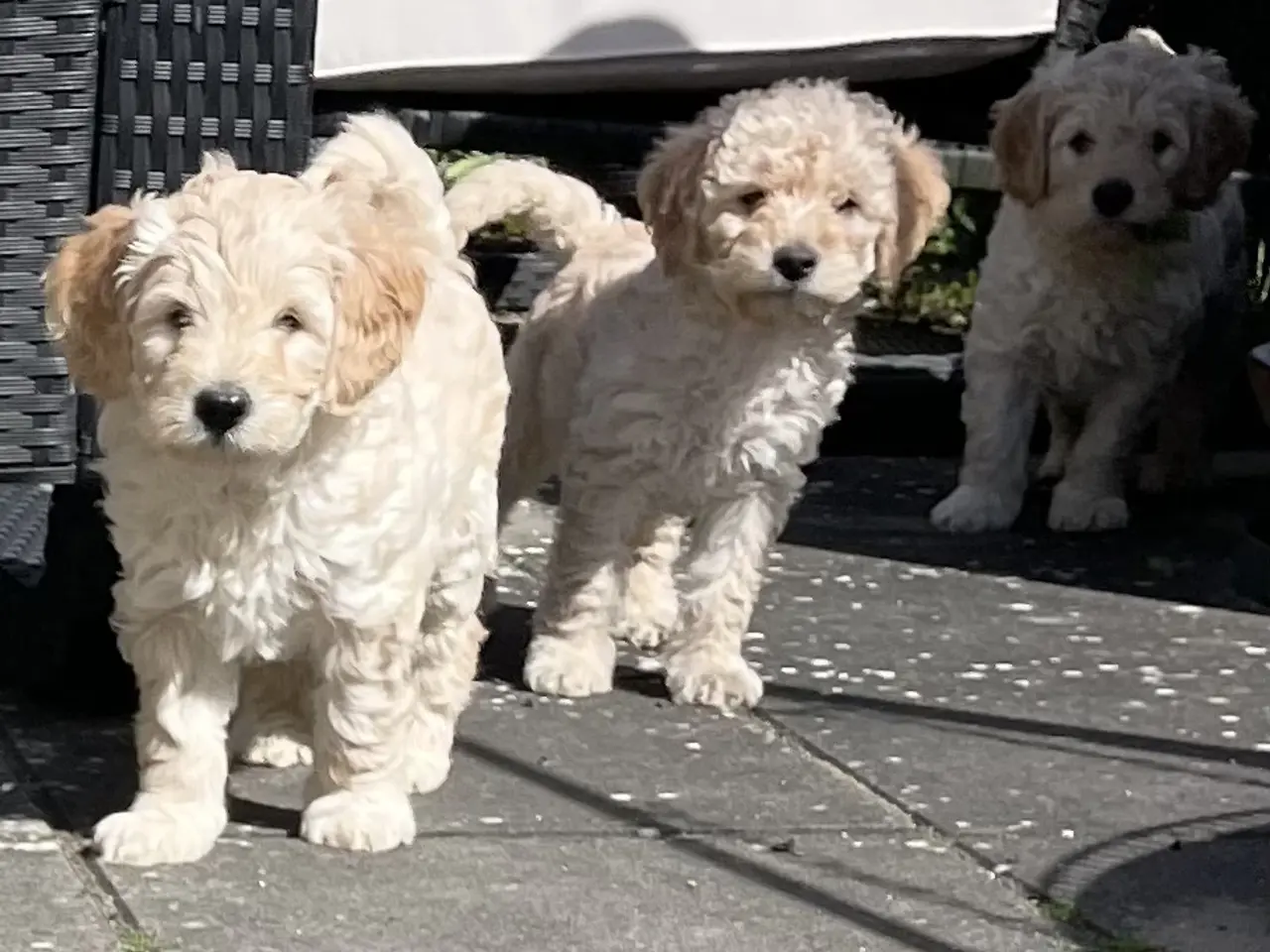 Billede 12 - Mini-labradoodle / doodle sælges
