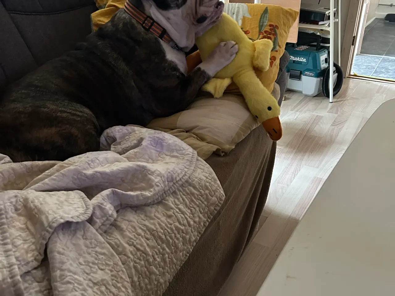 Billede 4 - Engelsk bulldog