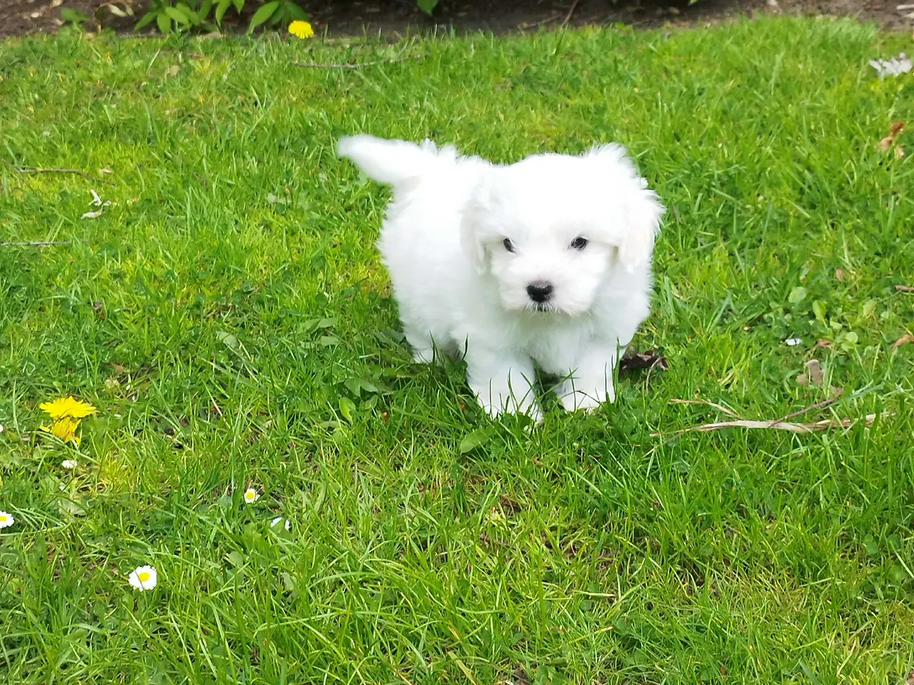 Billede 1 - Danmarks Sødeste Coton de tulear han hvalp
