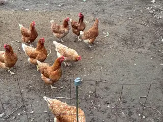 Høns