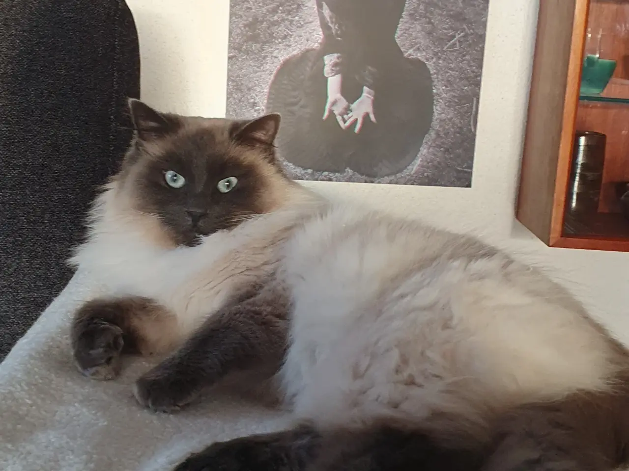 Billede 8 - Ragdoll uden stamtavle