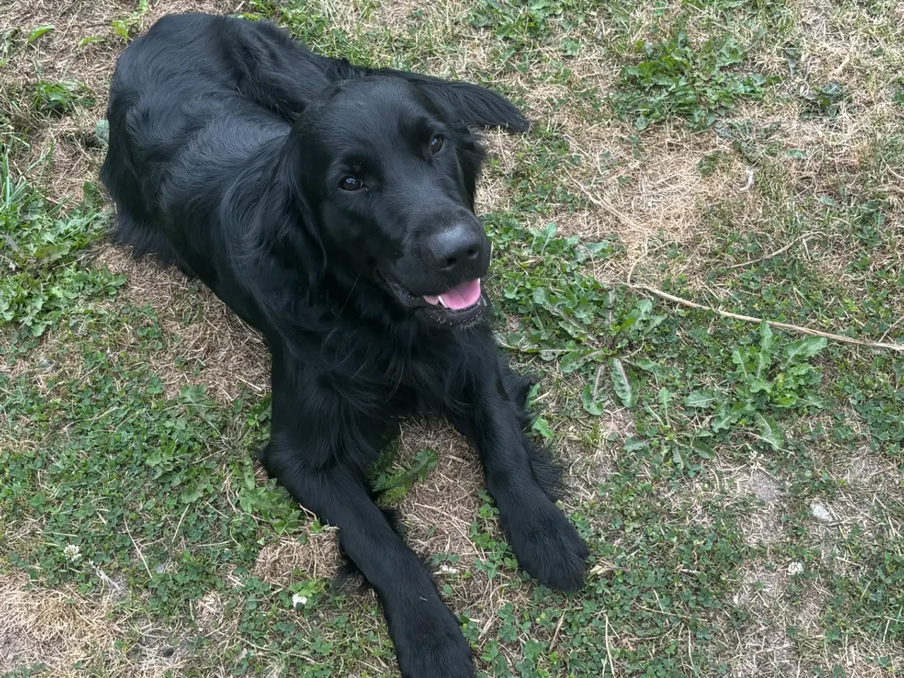 Billede 1 - Kærlig hanhund på 2 år søger nyt hjem 🐾