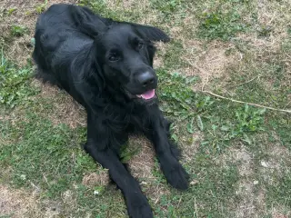 Kærlig hanhund på 2 år søger nyt hjem 🐾