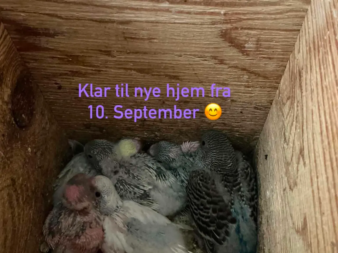 Billede 3 - Helt nye Undulat unger på vej 🥳