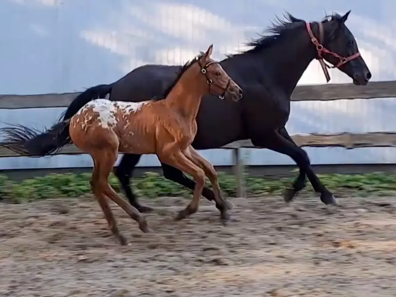Billede 3 - Smuk knabstrupper hingsteplag