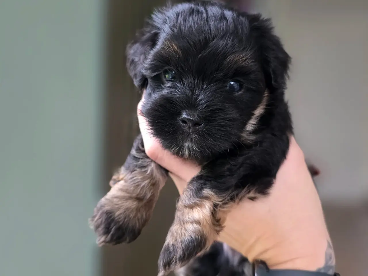 Billede 6 - Bichon Havanais hvalpe