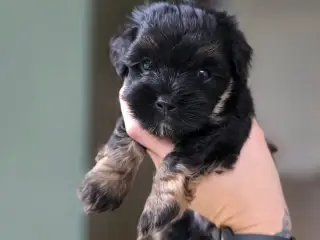 Bichon Havanais hvalpe
