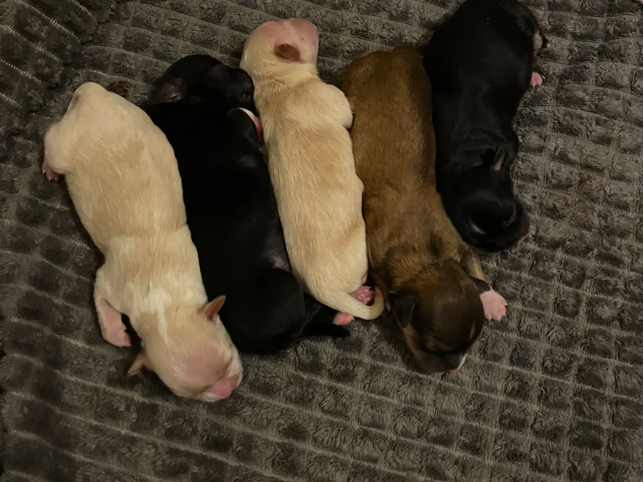 Billede 1 - 5 skønne Bichon Havanese hvalpe 🐶🥰