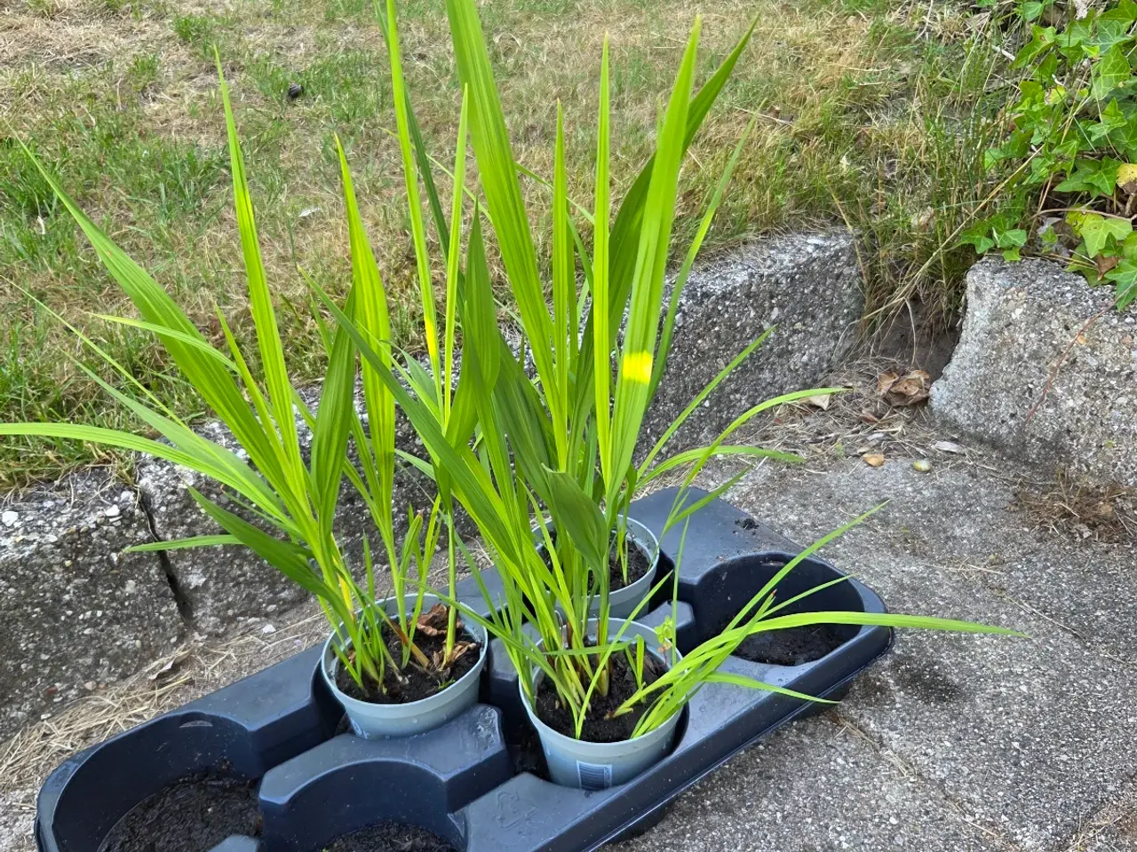 Billede 2 - Montbretia orange 