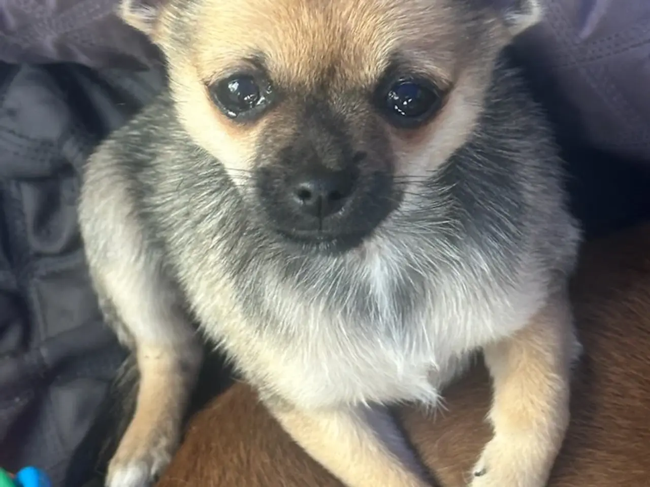 Billede 1 - pomchi hvalp