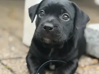 🐶 2 skønne hanhvalpe søger deres nye familier ❤️