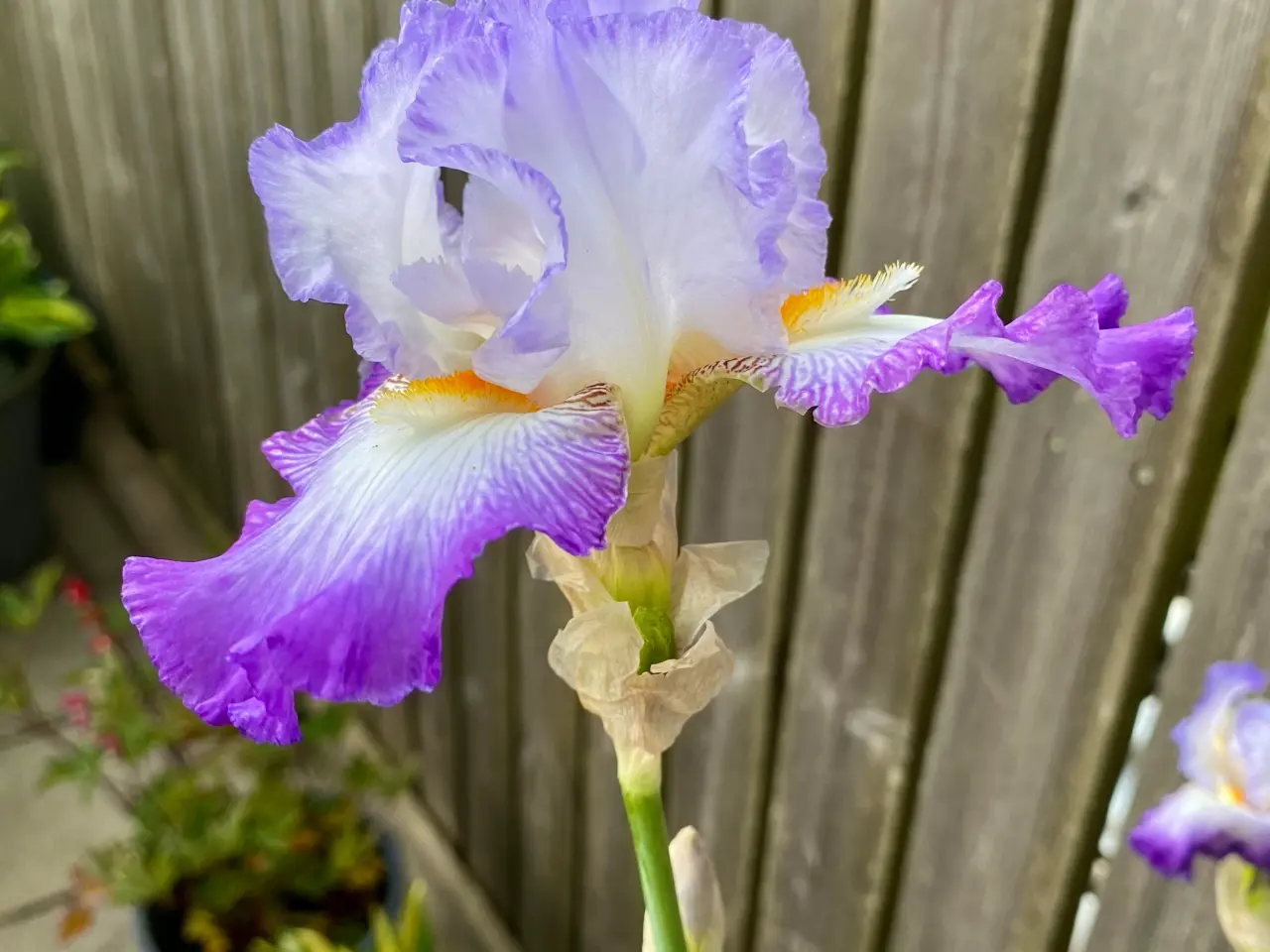 Billede 1 - Iris.