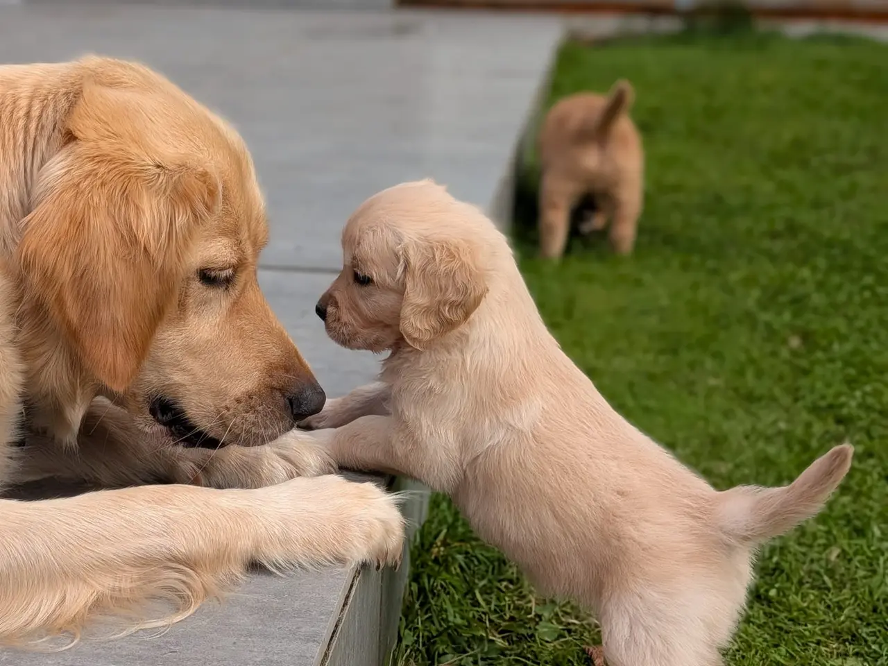 Billede 7 - Golden Retriever Hvalpe