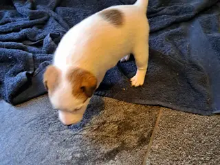 Jack Russel Terrier - 5