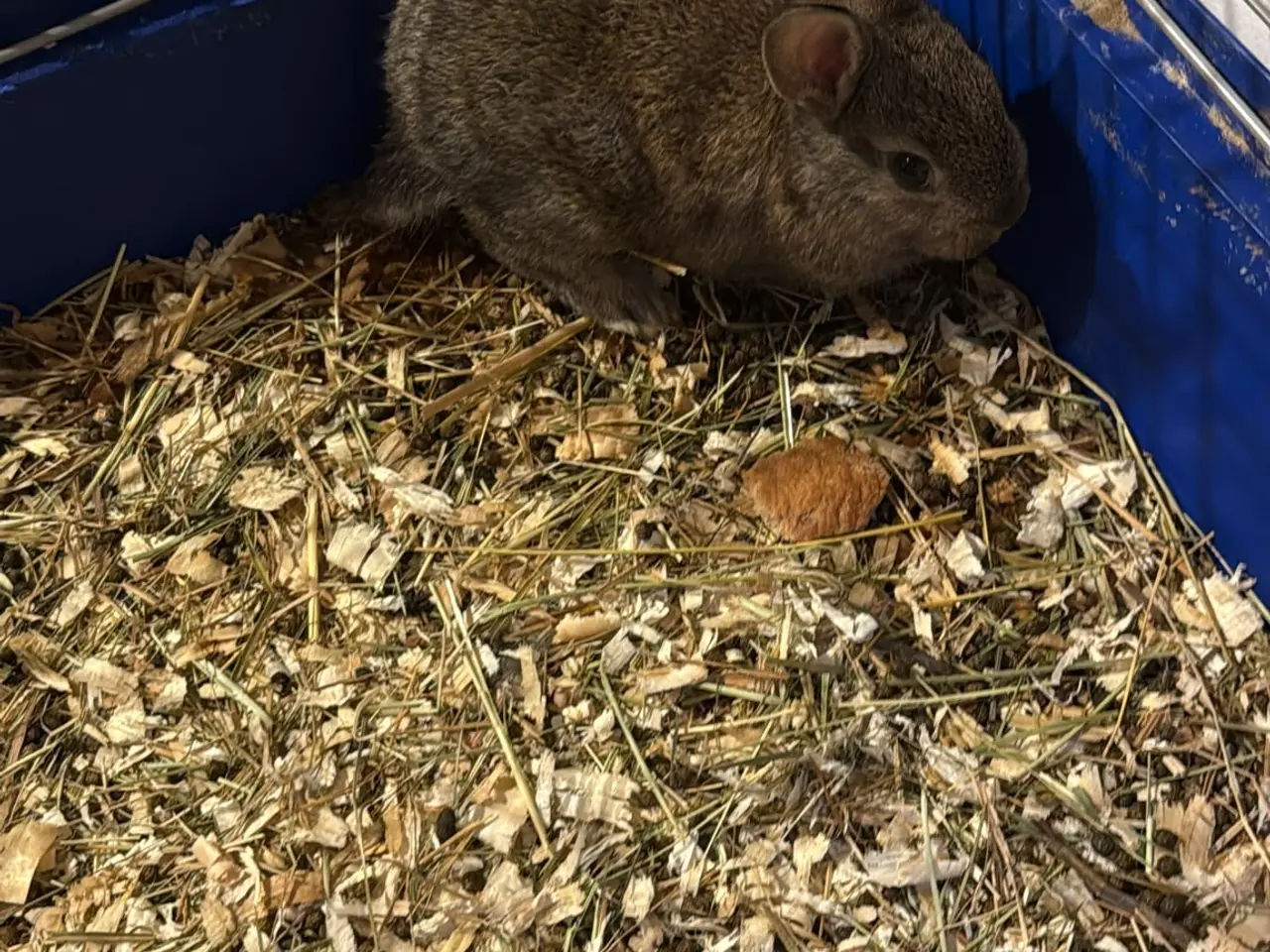 Billede 7 - Sød lille mini lop / dværgvædder kanin🐇🐰
