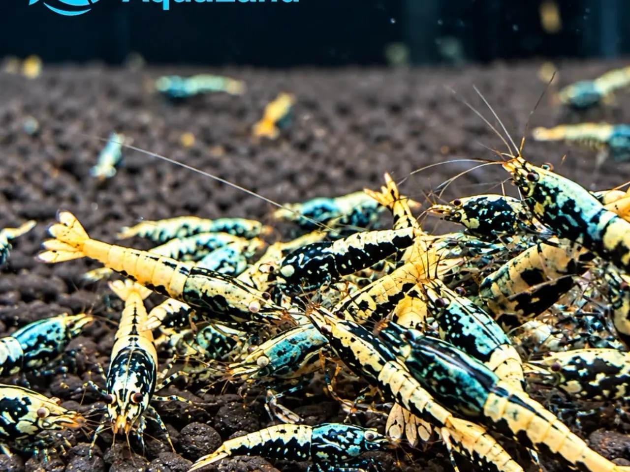 Billede 19 - Galaxy Fishbone Rejer – Caridina sp.