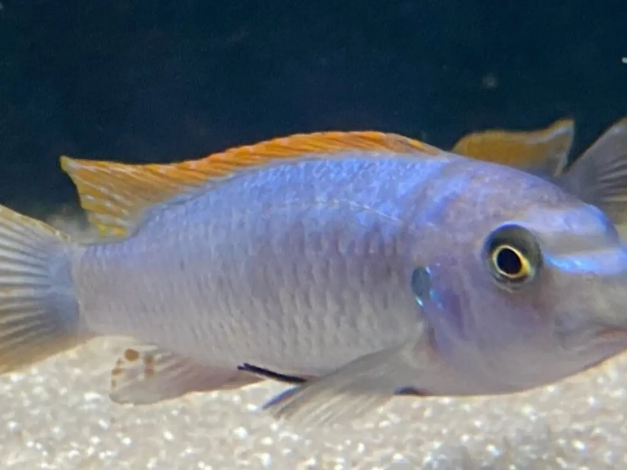Billede 6 - Malawi Cichlider, yngel og enkelte voksne fisk