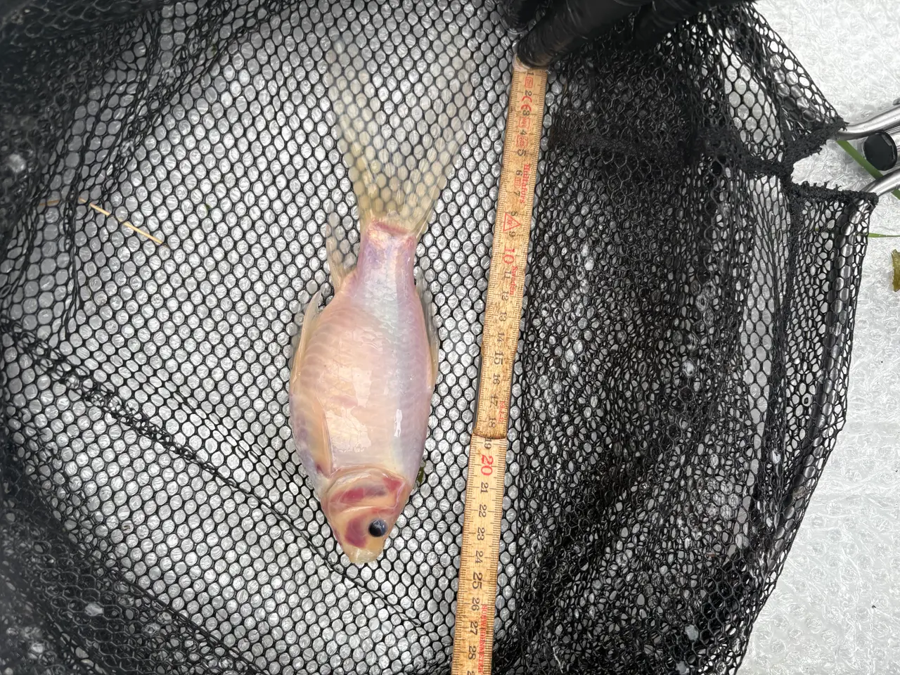 Billede 5 - Fisk / guldfisk 